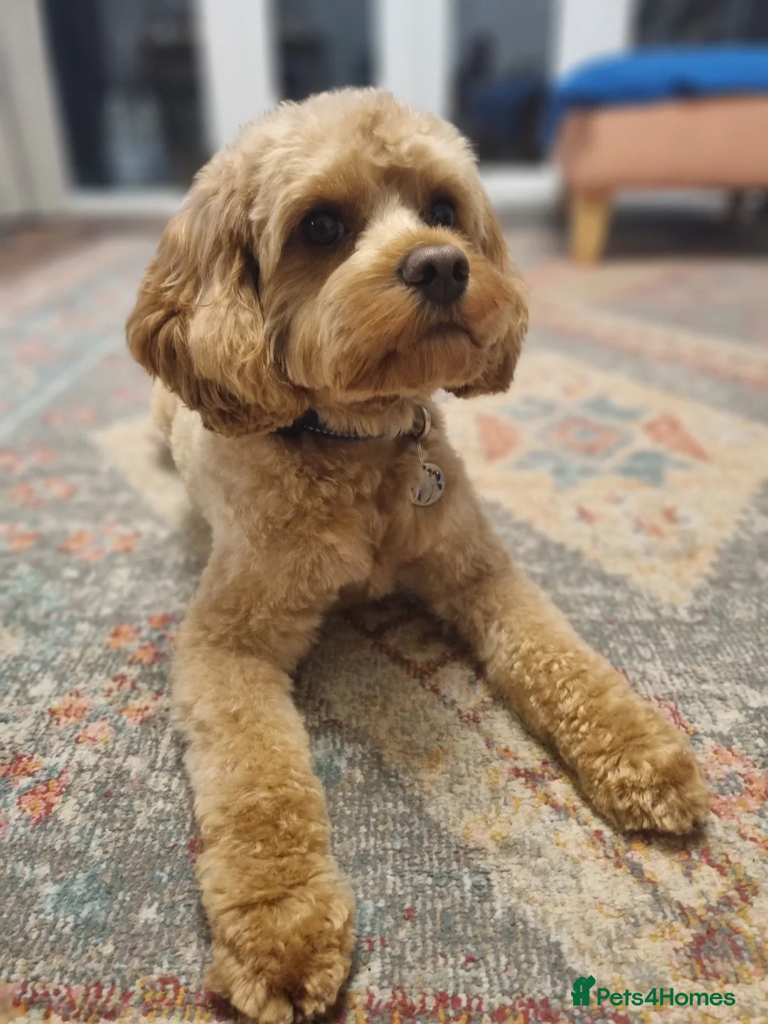 Cavapoo dogs for stud: Experienced, proven and health tested cavapoo stud in London - Advert 12