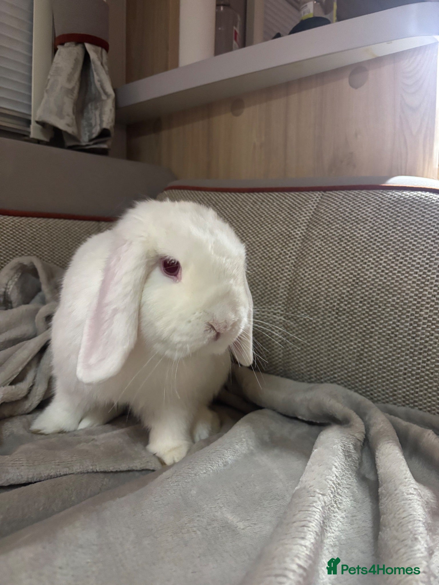 Dwarf Lop rabbits Bugsy  - Advert 4