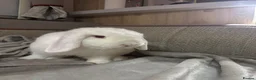 Dwarf Lop rabbits for sale: Bugsy  - Advert 1