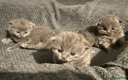 British Shorthair cats for sale: 3 Gorgeous BSH kittens looking to be rehomed. - Image 9