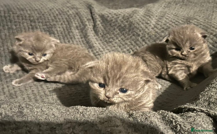 British Shorthair cats for sale - Advert 1