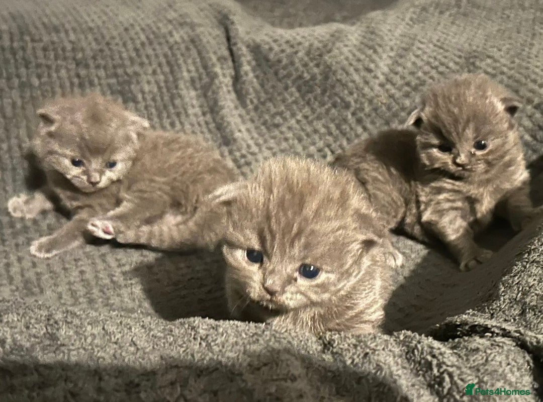 British Shorthair cats for sale: 3 Gorgeous BSH kittens looking to be rehomed. - Image 9