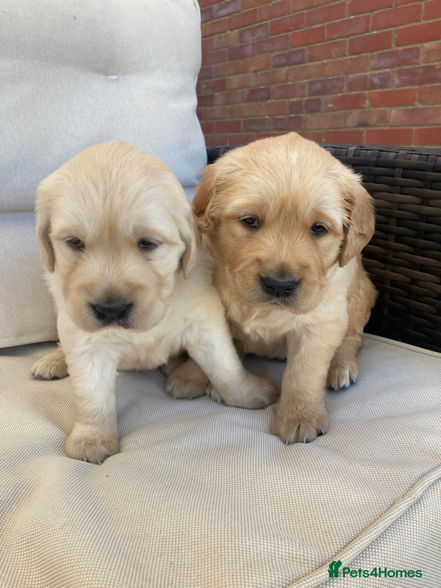 Golden Retriever dogs KC Registered dna clear chunky golden retriever  - Advert 6
