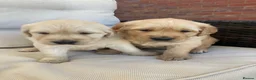 Golden Retriever dogs for sale: Chunky kc registered golden retriever puppy’s  - Advert 5