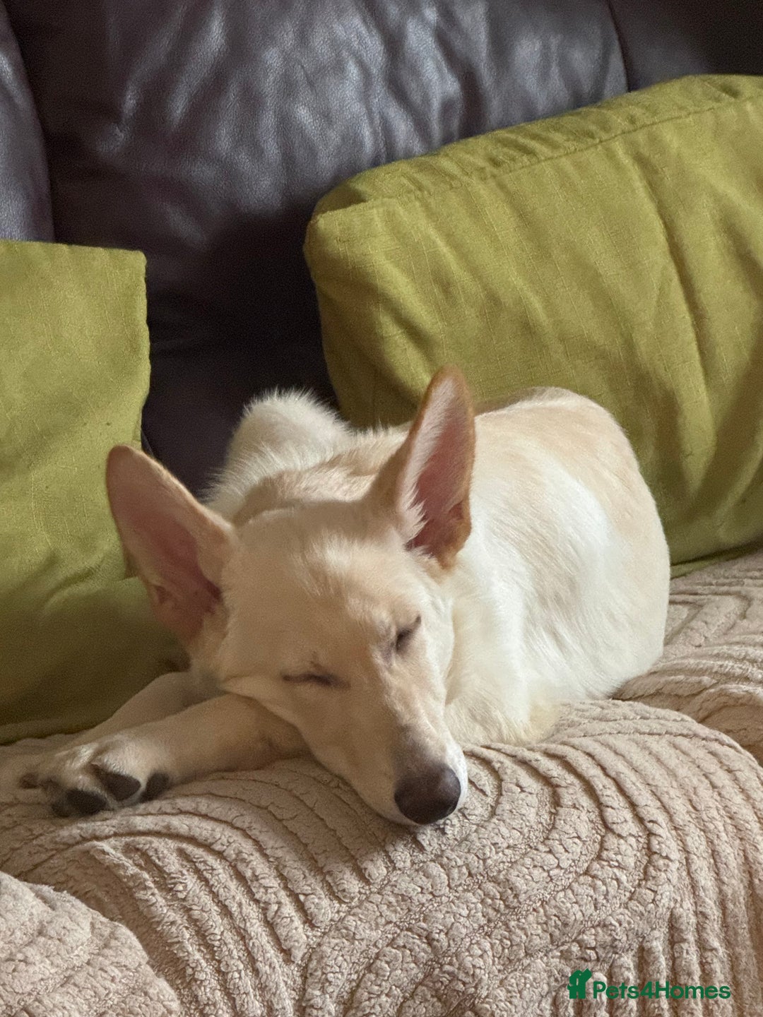 German Shepherd dogs for sale: German shepherd - Advert 3