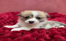 Welsh Corgi Pembroke dogs for sale: Naturally bobbed unique babies - Image 5
