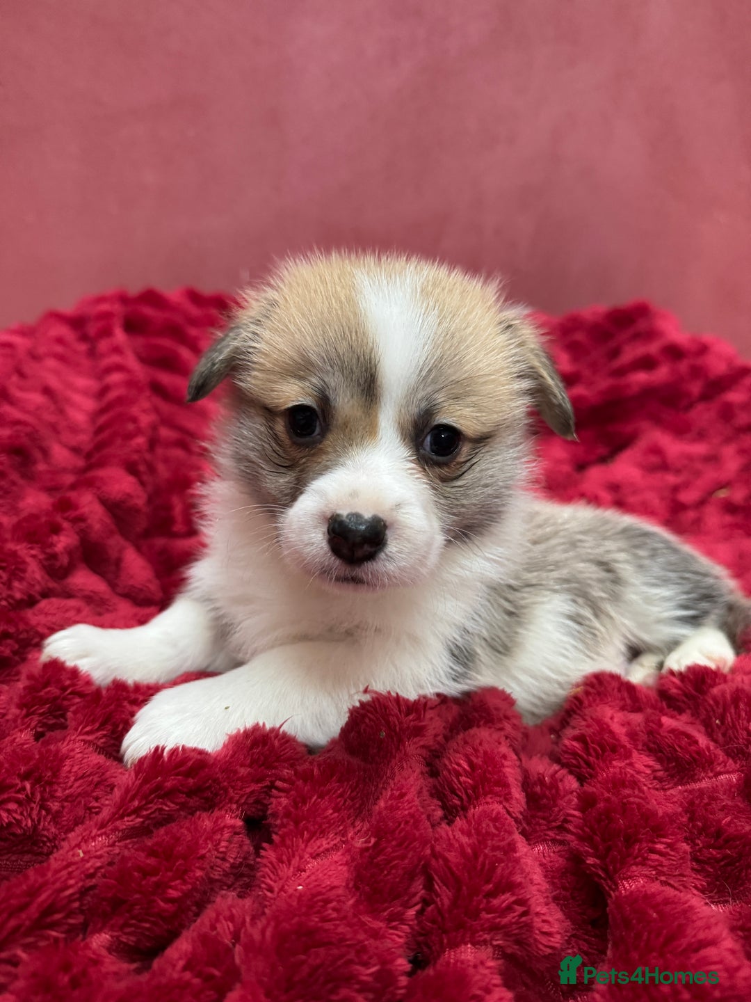 Welsh Corgi Pembroke dogs for sale: Naturally bobbed unique babies - Image 5