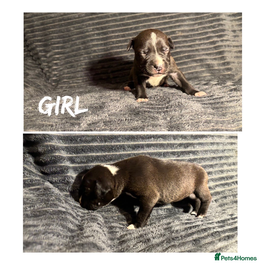 Mixed Breed dogs for sale: Staffordshire bull terrier X - Advert 2