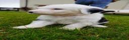 Old English Sheepdog dogs for sale: KC Registered Old English Sheepdog puppies - Advert 7
