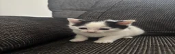 Mixed Breed cats for sale: 5 Kittens  in Lochgelly - Advert 12