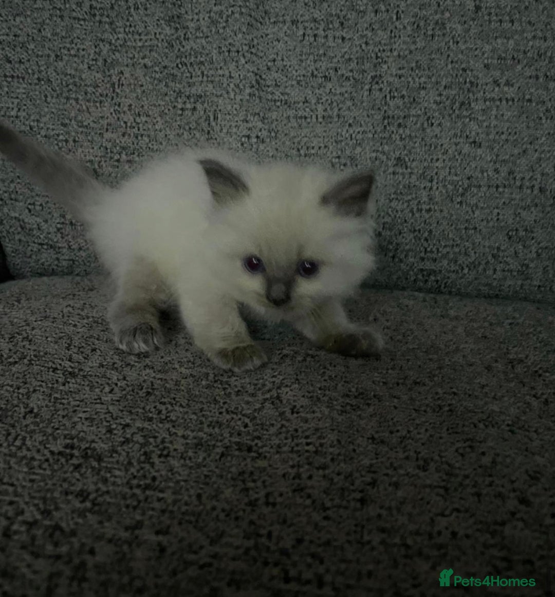 Ragdoll cats for sale: Beautiful GCCF Ragdoll Kittens  - Advert 14