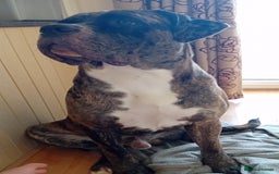 Cane Corso dogs for sale: Meet Our Gorgeous Boy Moose  - Image 4