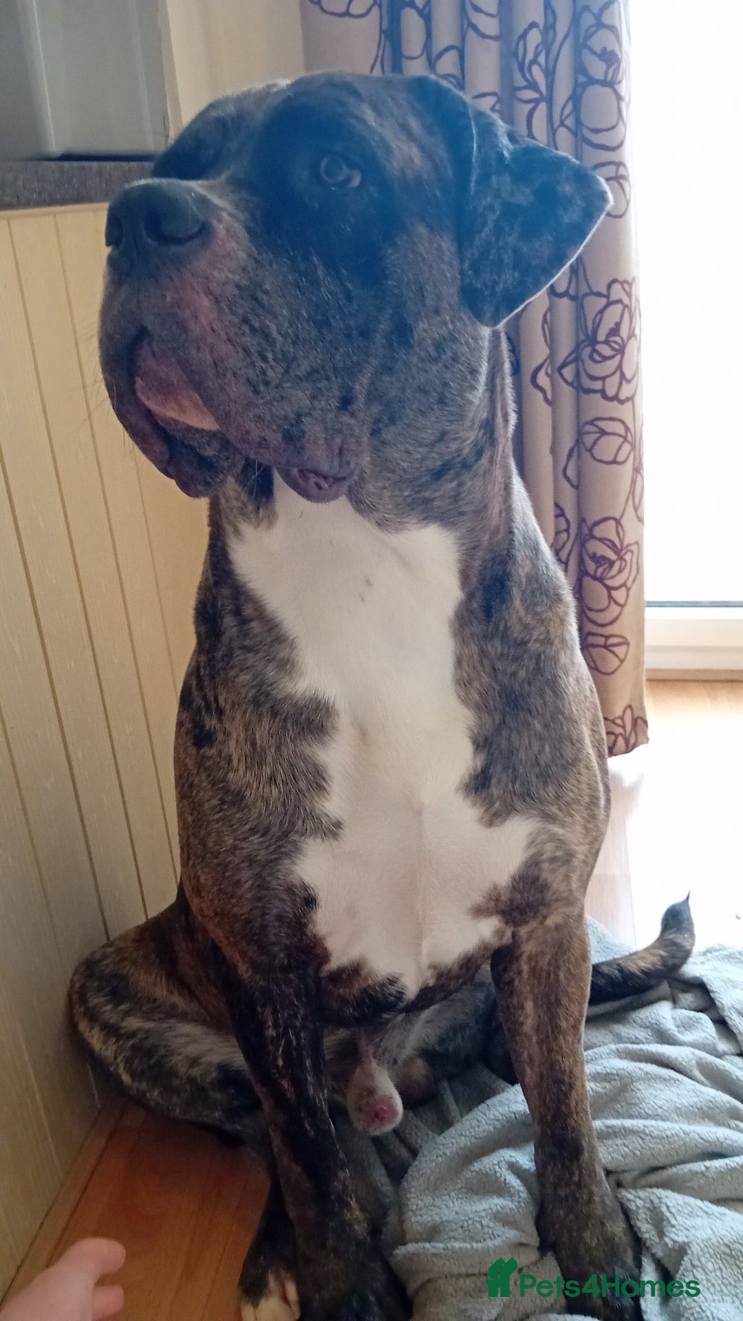 Cane Corso dogs for sale: Meet Our Gorgeous Boy Moose  - Image 4