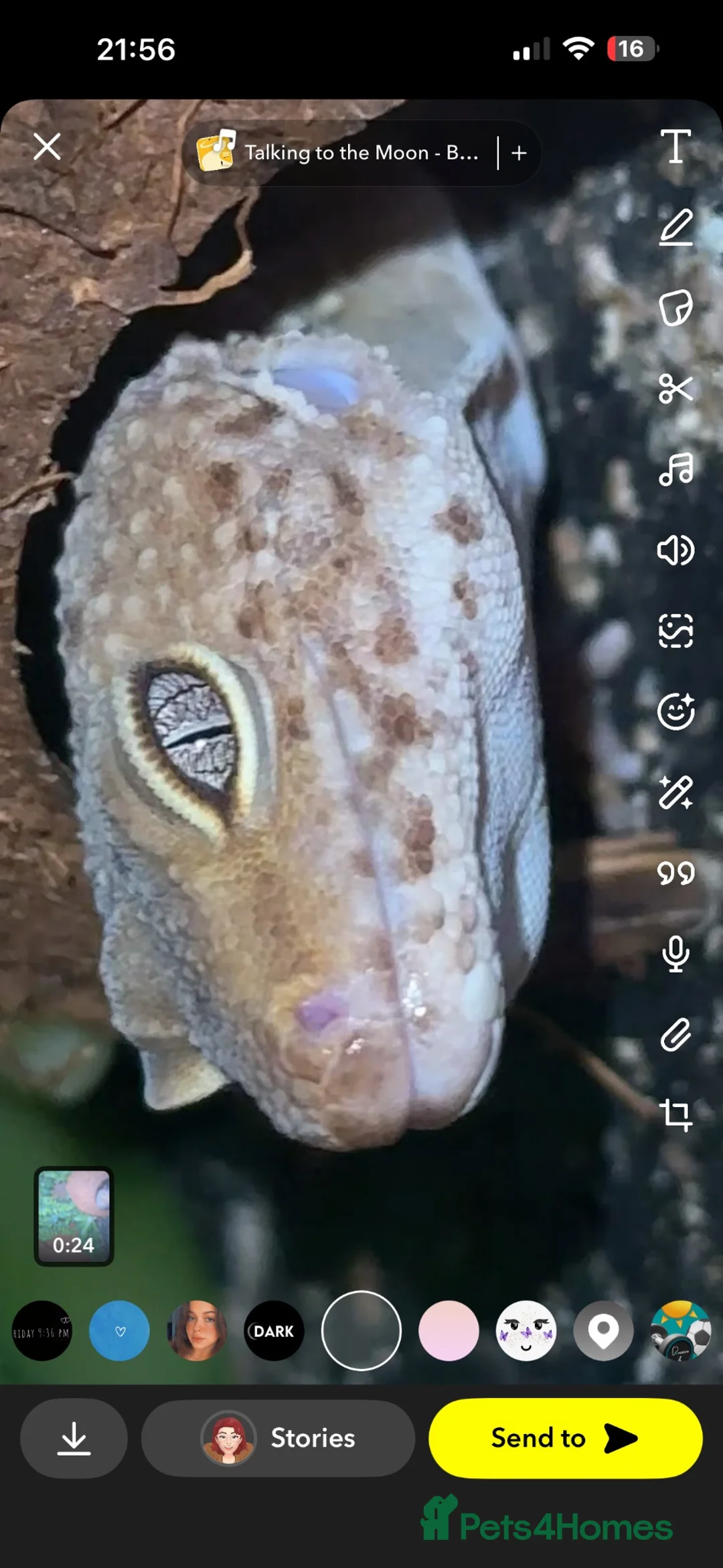 Leopard Gecko reptiles for sale: Leopard gecko and setup  - Advert 2