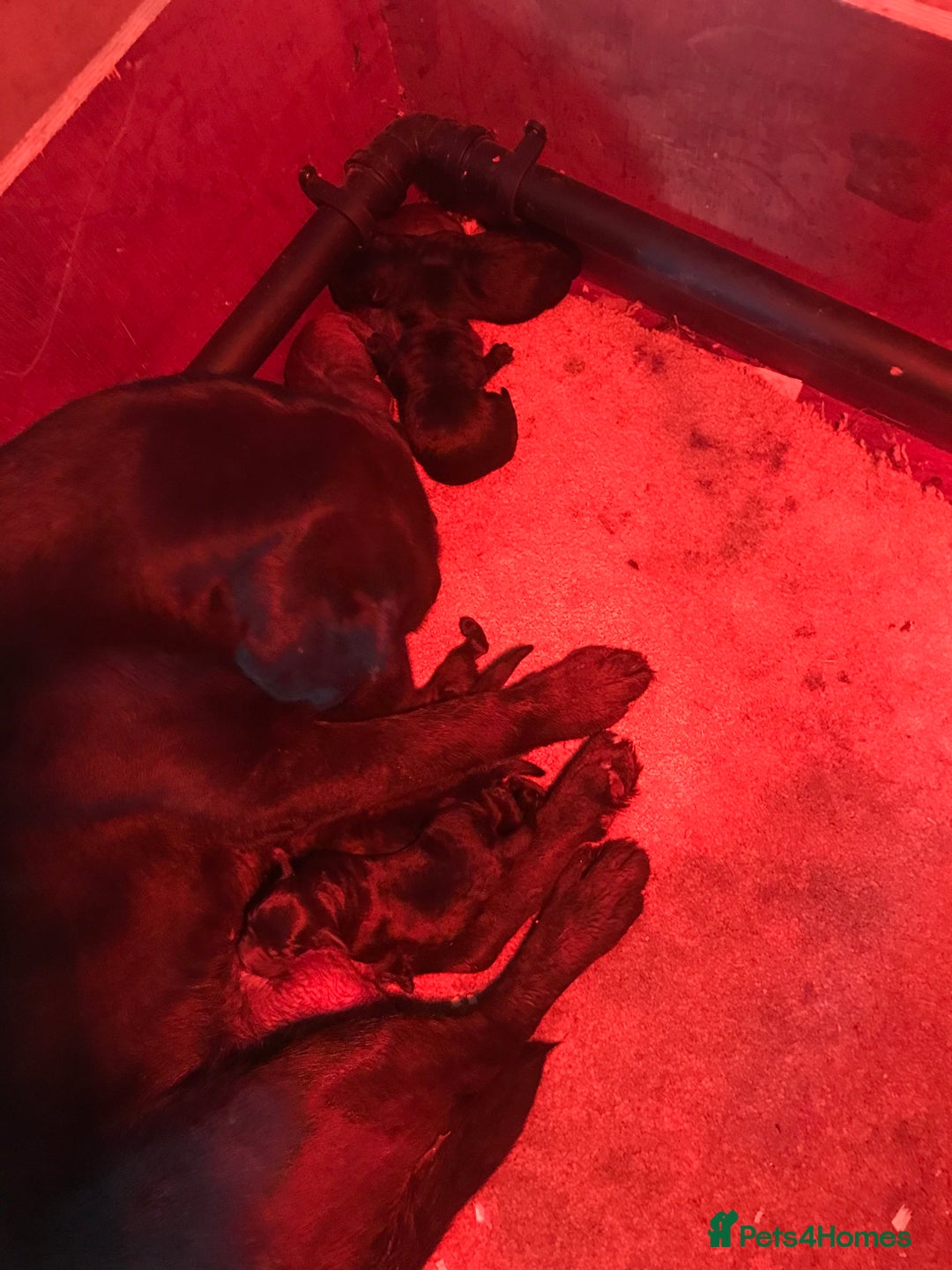 Labrador Retriever dogs for sale: Show Quality Black & Chocolate Labrador Pups - Image 10