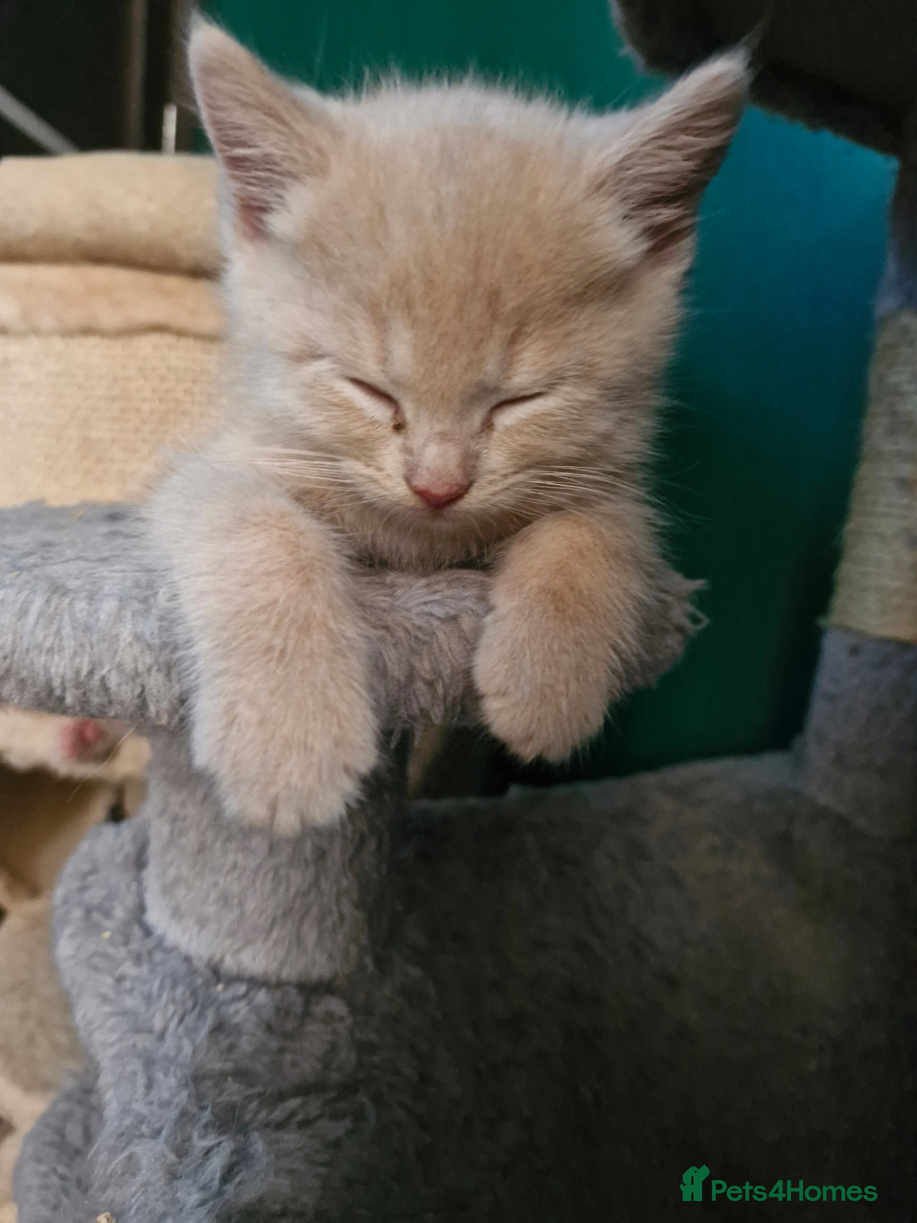 Scottish Fold cats Scottish fold kittens with straight ears - Advert 3