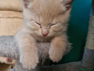 Scottish Fold cats Scottish fold kittens with straight ears - Advert 2