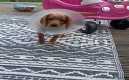 Mixed Breed dogs for sale: Glyn  - Image 4