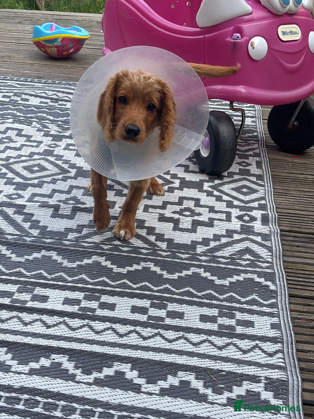 Mixed Breed dogs for sale: Glyn  - Image 4