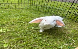 French Lop rabbits for sale: Beautiful and friendly French lop babies - Image 5