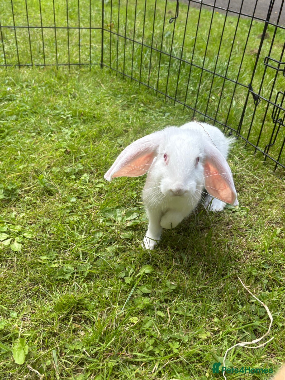 French Lop rabbits for sale: Beautiful and friendly French lop babies - Image 5