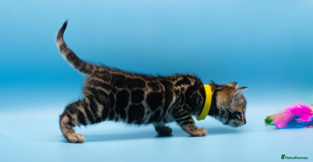 Bengal cats for sale: TICA Registered Bengal Kittens – Truly Magnificent - Advert 9