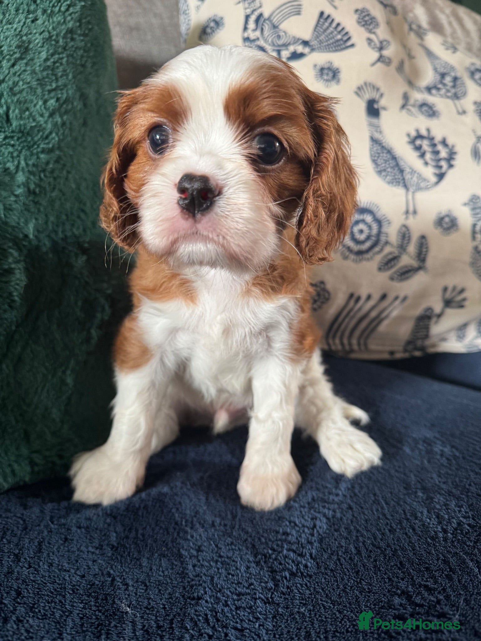 Cavalier King Charles Spaniel dogs KC Cavalier King Charles DNA 5* licensed home bred - Advert 2