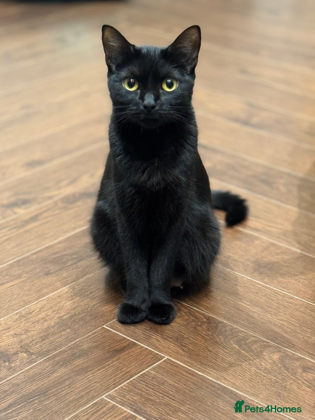 Mixed Breed cats for sale: Bonded Pair of Kittens Seeking a Forever Home  - Image 6