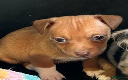 Jack Russell dogs for sale: Beautiful Mini Jack Russell Puppies  - Image 23