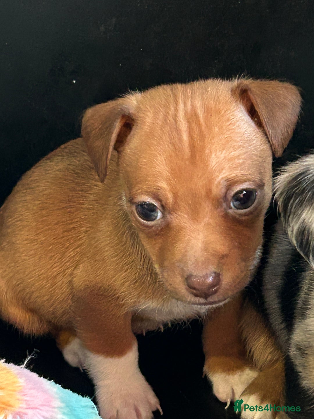 Jack Russell dogs for sale: Beautiful Mini Jack Russell Puppies  - Image 23