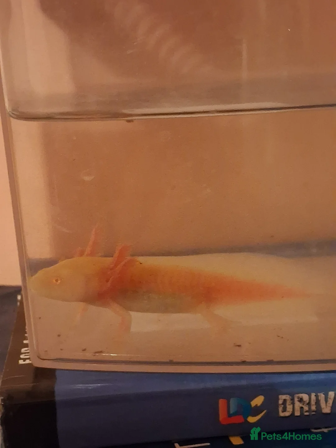 Axolotl reptiles for sale: Golden Albino Axolotl baby - Advert 3