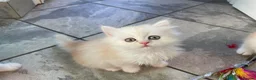 Persian cats for sale: Persian kittens in Rugby - Advert 29