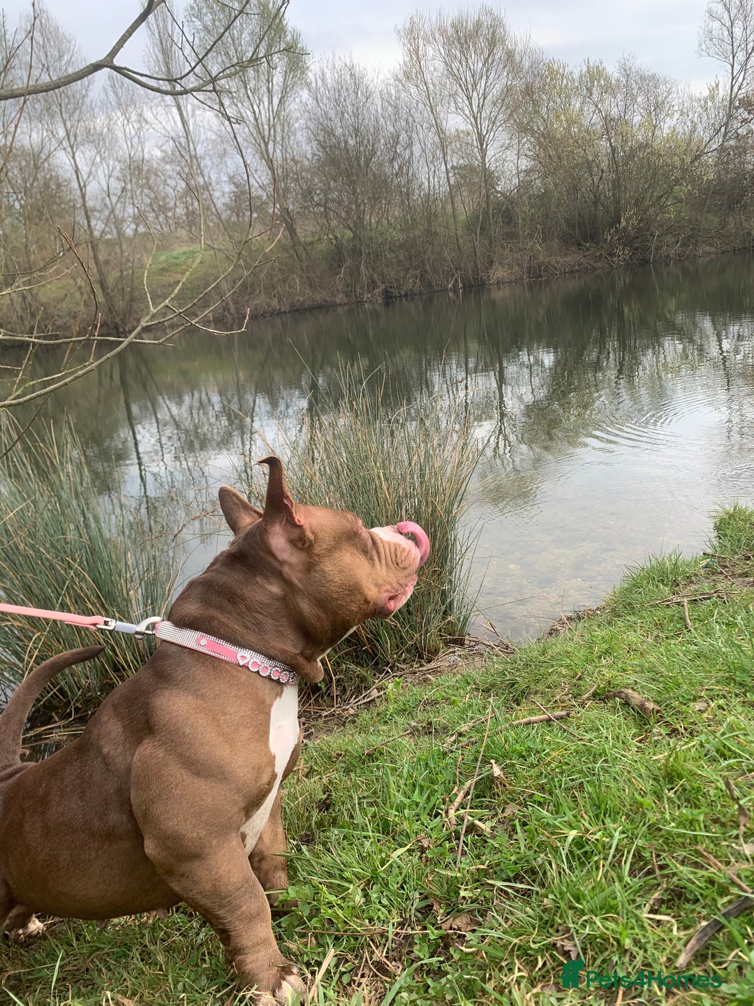 Mixed Breed dogs for sale: Stunning female pocket bully age 3 - Image 17