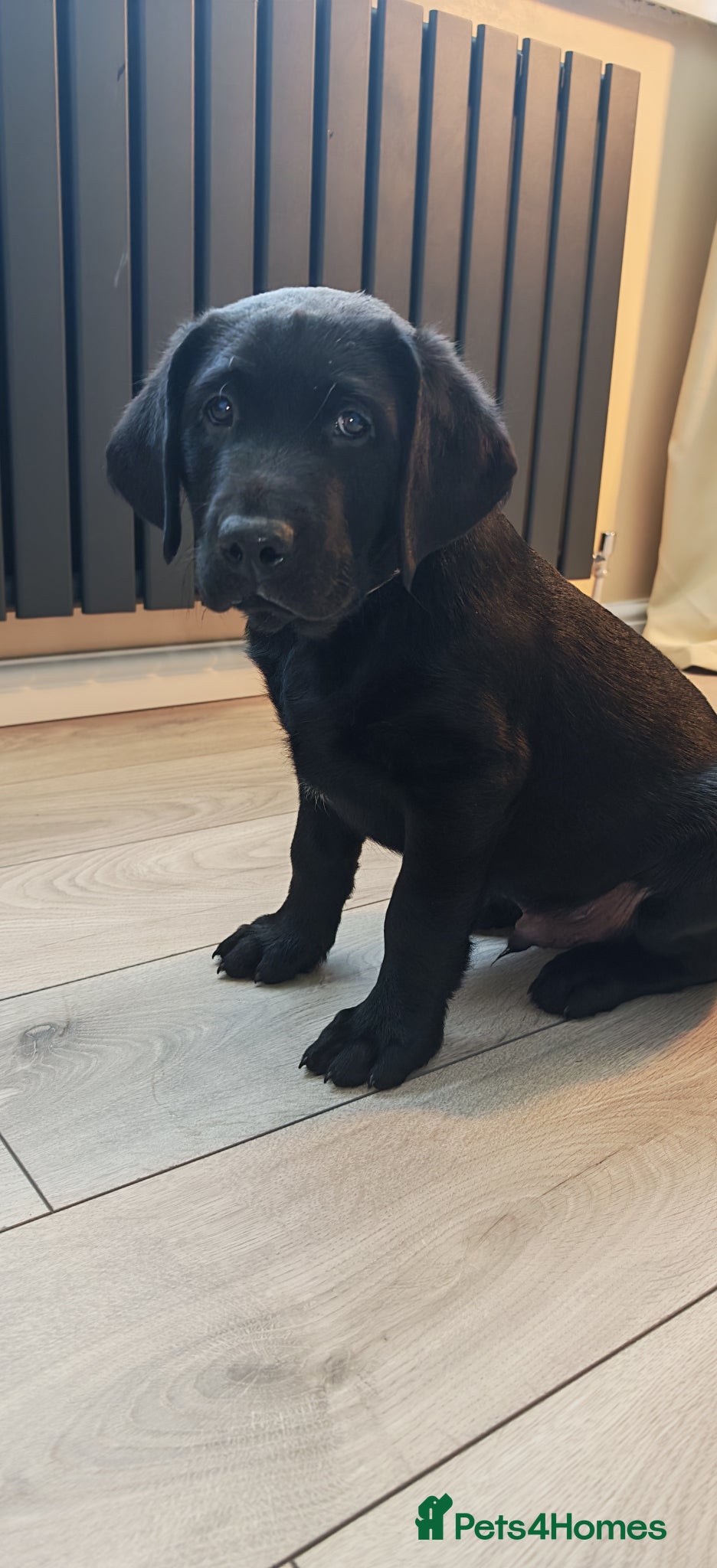 Labrador Retriever dogs 🐶 Only 1 Black Labrador Puppy Left 🐶 - Advert 1
