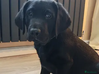 Labrador Retriever dogs 🐶 Only 1 Black Labrador Puppy Left 🐶 - Advert 1