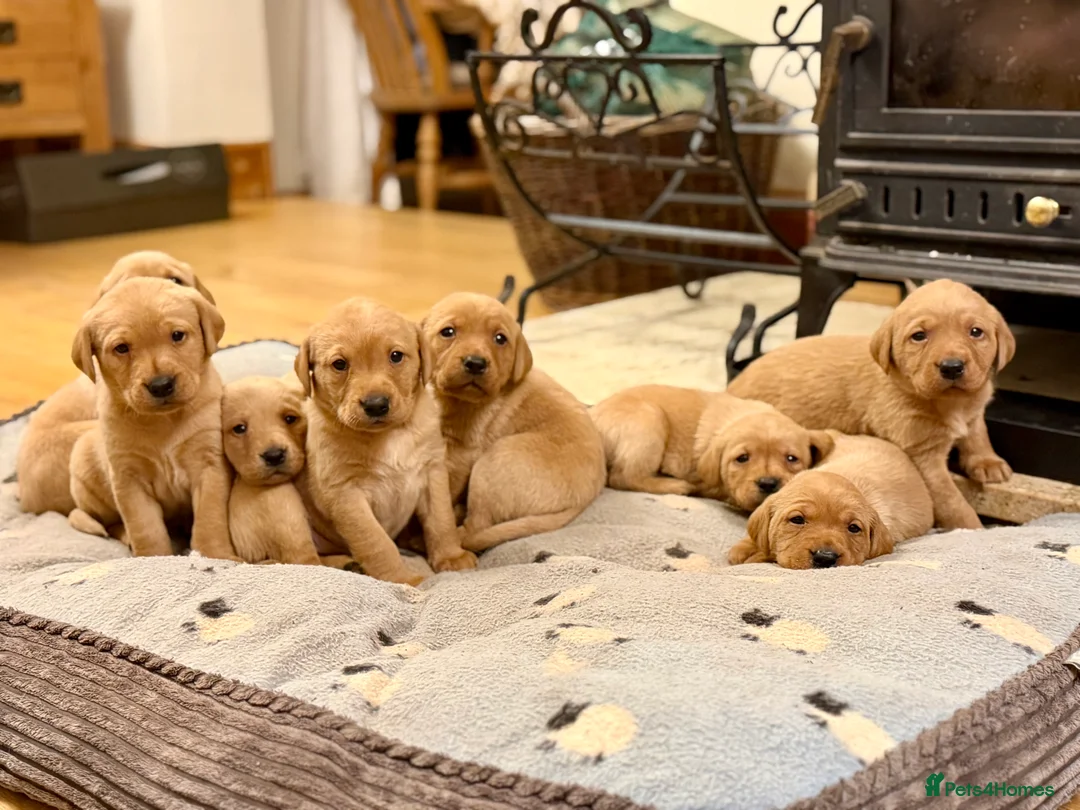 Labrador Retriever dogs for sale: Litter of 8 KC registered Red Fox Labrador puppies - Advert 1