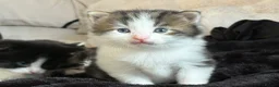 Siberian cats for sale: 4 beautiful fluffy Siberian mixes  in Sale - Advert 9