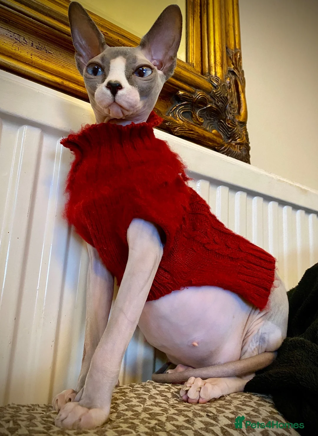 Sphynx cats for sale: Rehoming of Incredibly Bonded Trio of Sphynx Cats - Advert 9