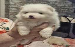 Pomeranian dogs for sale: white pom puppies - Image 5