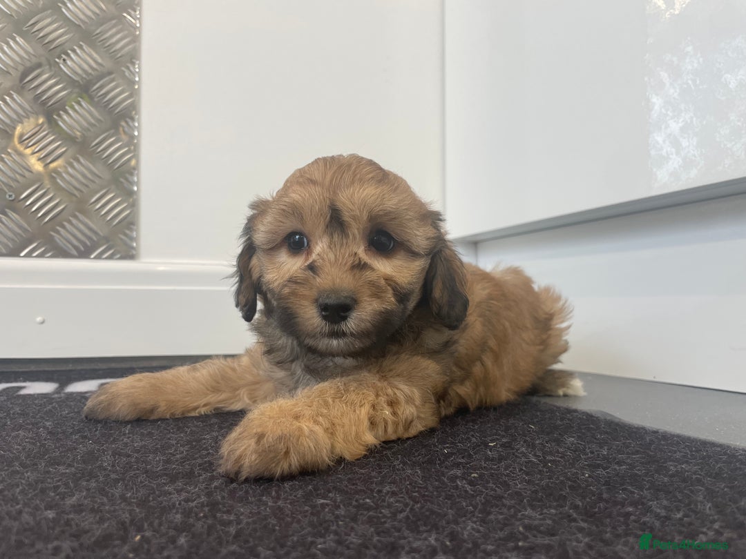 Cavapoochon dogs for sale: Beautiful Cavapoochon puppies for sale  - Image 16