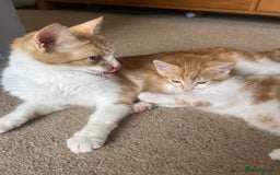 Mixed Breed cats for sale: Lovely friendly kittens - Image 6