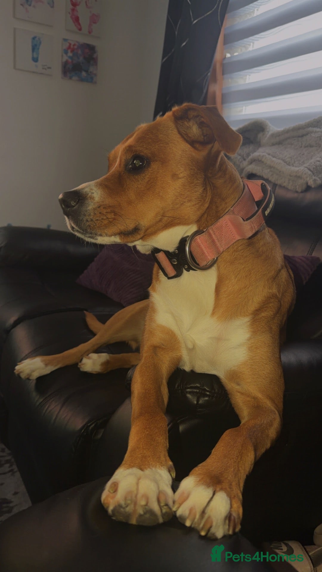 Mixed Breed dogs Staffy cross puppys - Advert 1
