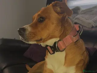Mixed Breed dogs Staffy cross puppys - Advert 1