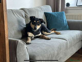 Australian Kelpie dogs - Advert 1