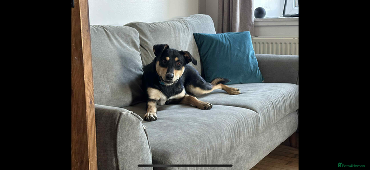 Australian Kelpie dogs - Advert 1