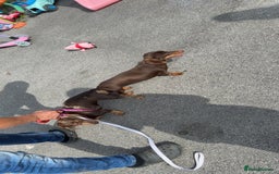 Miniature Dachshund dogs for sale:  Chocolate miniature dachshund  - Image 3