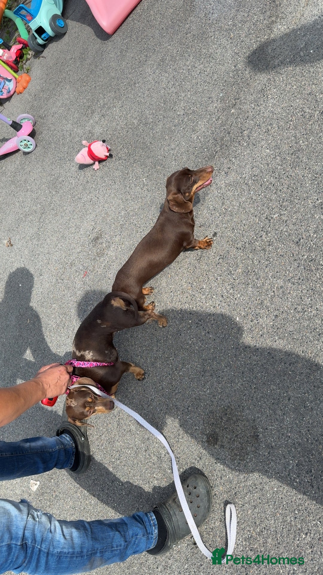 Miniature Dachshund dogs for sale:  Chocolate miniature dachshund  - Image 3