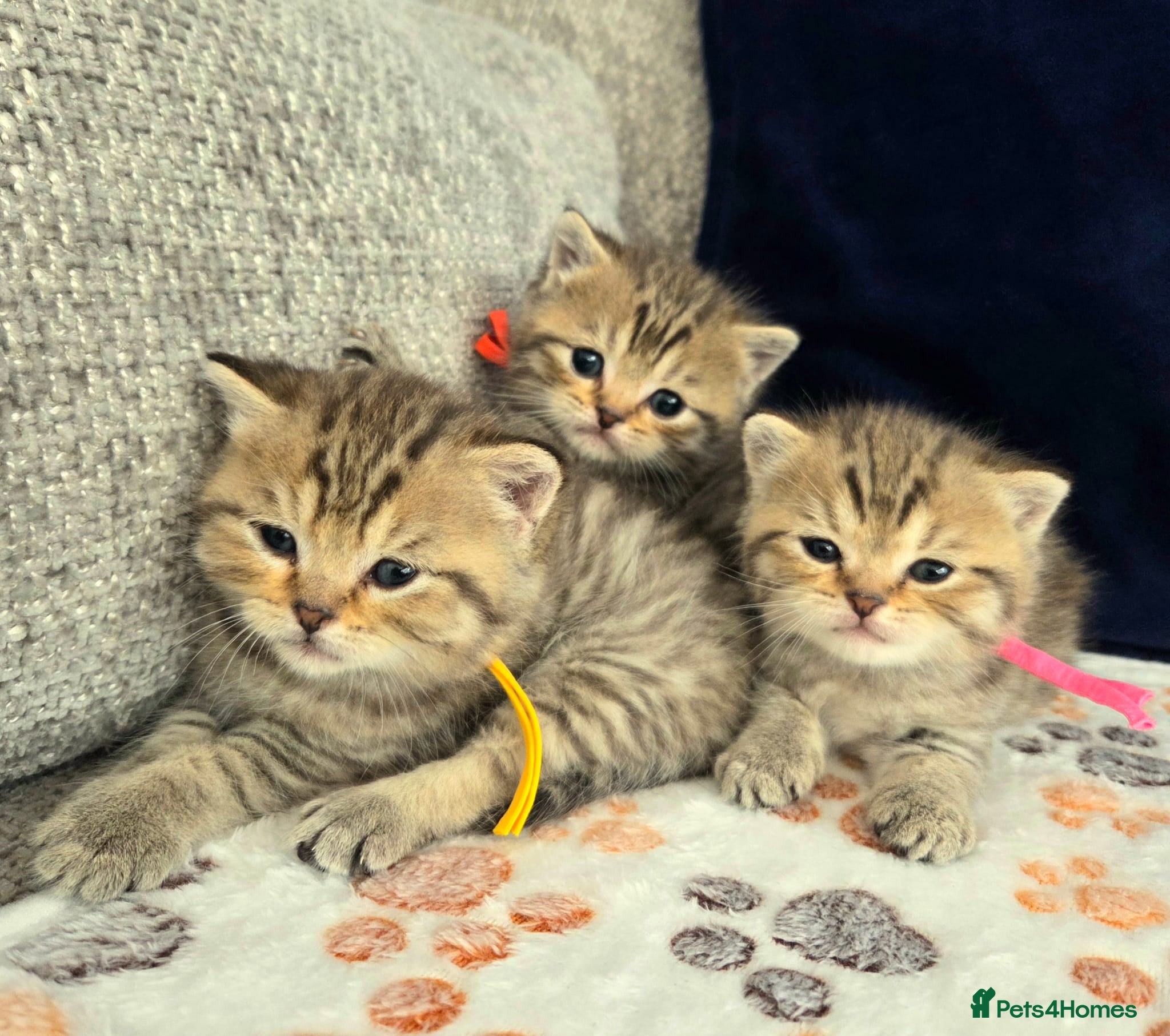 British Shorthair cats Gorgeous Golden Tabby ✨ British Shorthair Kitten ⭐ - Advert 2