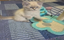 Siberian cats for sale: Pedigree girl and boy availiable - Image 5