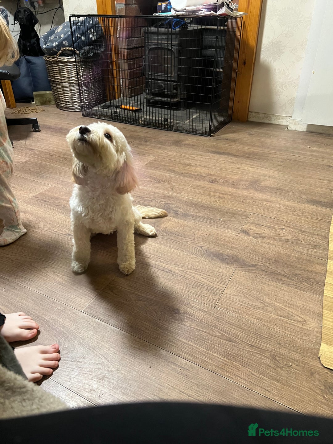 Cockapoo dogs for sale: Gorgeous F1B Cockapoo Puppies hypoallergenic  - Advert 7